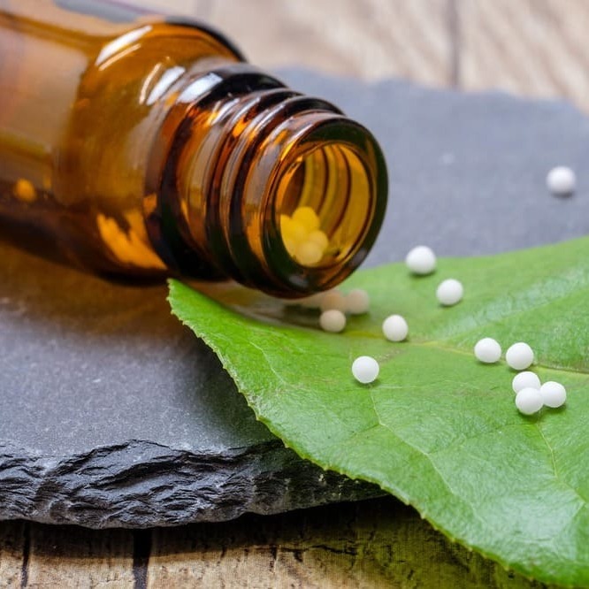 Ein Hund kommt ins Haus